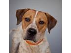 Adopt Junior a White - with Tan, Yellow or Fawn Hound (Unknown Type) / Pointer /