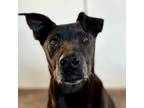 Adopt Winter a Black American Pit Bull Terrier / Whippet / Mixed dog in Kanab
