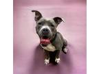 Adopt SMALL FRY a Gray/Blue/Silver/Salt & Pepper Terrier (Unknown Type