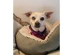 Adopt Jillie a White - with Tan, Yellow or Fawn Terrier (Unknown Type