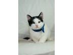 Adopt Thorfinn a White (Mostly) Domestic Shorthair / Mixed (short coat) cat in