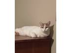Adopt Luca a White (Mostly) Domestic Shorthair / Mixed (short coat) cat in