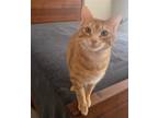 Adopt Ozzie a Orange or Red Domestic Shorthair / Mixed (short coat) cat in