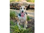 Adopt Bambi-$75 Adoption Fee! Diamond Dog! a Tan/Yellow/Fawn Pit Bull Terrier /