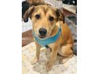 Adopt Sarabi (Sara) a Shepherd (Unknown Type) / Mixed dog in Brookeville