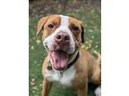 Adopt Owen a Brown/Chocolate American Pit Bull Terrier / Mixed dog in Oak Pak