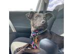 Adopt Zepp a Black Italian Greyhound / Mixed dog in Denton, TX (33209067)