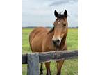 Adopt Vegas a Quarterhorse / Mixed horse in Houston, TX (37745757)