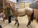 2 yr. old Buckskin filly