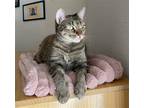 Adopt Cleo #affectionate-gal a Brown Tabby Domestic Shorthair / Mixed (short