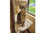 Adopt Demeter a Brown or Chocolate Domestic Shorthair / Domestic Shorthair /