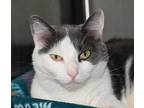 Adopt Bailey a White Domestic Shorthair / Domestic Shorthair / Mixed cat in