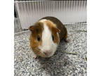 Adopt Furball (Bonded to Biscuit) a Brown or Chocolate Guinea Pig / Guinea Pig /