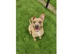 Adopt Bert 345-23 a Tan/Yellow/Fawn American Pit Bull Terrier / Mixed dog in