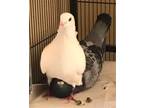 Adopt Star w/Skye a White Pigeon bird in San Francisco, CA (34250916)