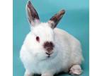 Adopt Khaleesi a Californian / Mixed rabbit in Kanab, UT (33200620)