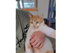 Adopt Nacho a Orange or Red (Mostly) American Shorthair / Mixed (short coat) cat