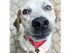 Adopt XP Marley in NJ a White - with Brown or Chocolate Hound (Unknown Type) /