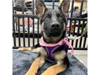 Adopt Angel a German Shepherd Dog