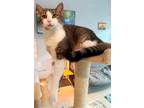 Adopt Miley (Sweet & Playful) a Brown Tabby Domestic Shorthair / Mixed (short