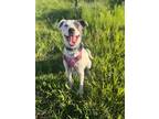 Adopt River a White - with Gray or Silver Labrador Retriever / Mixed dog in