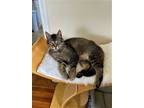 Adopt Jack 'JJ' a Brown Tabby Domestic Shorthair / Mixed (short coat) cat in