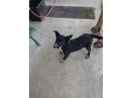 Adopt Einstein a Black - with White Border Collie / Australian Cattle Dog /