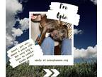 Adopt Opie a Black Pit Bull Terrier / Mixed dog in Mt Vernon, IN (36303532)