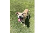 Adopt Benji a Mixed Breed (Medium) / Mixed dog in Mt Vernon, IN (36444732)