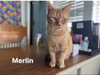 Adopt Merlin a Orange or Red Domestic Shorthair / Mixed cat in Mt Vernon