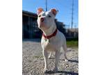 Adopt Shae a White Pit Bull Terrier / Mixed dog in Mt Vernon, IN (34504463)