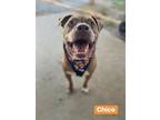 Adopt Chico a Brown/Chocolate Pit Bull Terrier / Mixed dog in Mt Vernon