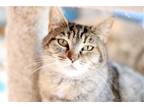 Adopt Bertha a Tortoiseshell British Shorthair / Mixed (short coat) cat in San