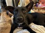 Adopt Lana a Black - with White Border Collie / Mixed dog in greenville