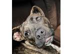 Adopt Pixel a Plott Hound / Mixed dog in Tampa, FL (35649265)