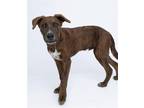 Adopt Kong a Brindle Labrador Retriever / German Shepherd Dog / Mixed dog in