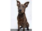 Adopt Desi a Brindle Labrador Retriever / German Shepherd Dog / Mixed dog in