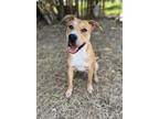 Adopt Bubba a Tan/Yellow/Fawn - with Black Black Mouth Cur / Carolina Dog /