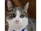 Adopt Nani a Gray or Blue (Mostly) American Shorthair / Mixed (medium coat) cat