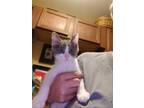 Adopt Nikki a Gray or Blue (Mostly) American Shorthair / Mixed (medium coat) cat