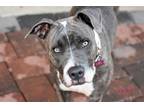 Adopt Dora a American Pit Bull Terrier / Mixed dog in Oklahoma City
