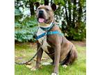Adopt Lobo a Brindle - with White American Pit Bull Terrier / Mixed dog in
