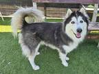 Adopt CLIFFHANGER a Black Alaskan Malamute / Mixed dog in Tustin, CA (37699816)
