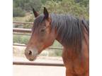 Adopt Leroy Brown a Thoroughbred / Mixed horse in Kanab, UT (36127994)