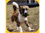Adopt Hansel a Brown/Chocolate Australian Cattle Dog / Mixed dog in Justin