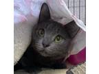 Adopt Shadow a Gray or Blue Domestic Shorthair (short coat) cat in McMinnville