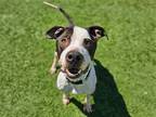 Adopt MASON a Black Pit Bull Terrier / Mixed dog in Tustin, CA (37674528)