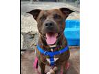 Adopt Carmine a Brindle American Staffordshire Terrier / Mixed dog in