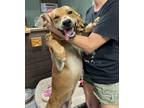 Adopt Cannon a Red/Golden/Orange/Chestnut Redbone Coonhound / Mixed dog in