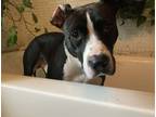 Adopt Archie a Black - with White American Staffordshire Terrier / American Pit